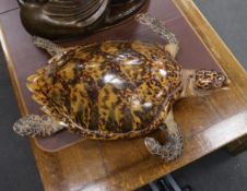 Taxidermy: Hawksbill Sea Turtle (Eretmochelys imbricata), caught in Bermuda circa 1932, full mount