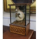 A cased taxidermic red squirrel, early 20th century, 43.5cm high