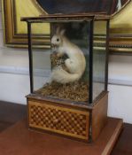 A cased taxidermic red squirrel, early 20th century, 43.5cm high