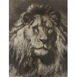 After Herbert Thomas Dicksee (1862-1942) etching, 'His Royal Highness', publ. London Virtue and