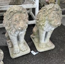 A pair of reconstituted stone seated lion garden ornaments, height 62cm