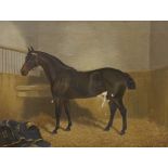 F. Clifton (19th century) oil on canvas, Study of a horse in a stable, signed and dated 1892, George