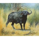 Winter (South African), oil on canvas, Study of a buffalo, signed and dated '87, 70 x 60cm