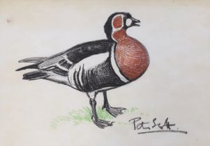 Sir Peter Markham Scott (1909-1989) pastel, Study of a Red Breasted Goose, signed, provenance