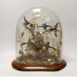 A Victorian taxidermic hummingbird group housed under a glass dome, 40cm high
