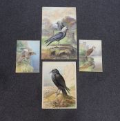 George Rankin (1864-1937) four watercolours on card, Raven, Jackdaws, Common Buzzard and Osprey,