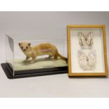 A cased museum mounted taxidermy specimen of a stoat and two mounted moths
