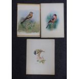 George Rankin (1864-1937) three watercolours on card, Chaffinch, Bullfinch and Coal Tit, largest