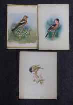 George Rankin (1864-1937) three watercolours on card, Chaffinch, Bullfinch and Coal Tit, largest