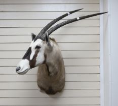 Taxidermy - a cape & head mount of a Gemsbok Oryx (oryx gazella), with head slightly angled right,