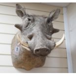 Taxidermy - a Common Warthog (pharochoerus africanus). Early 21st century. South Africa, 51cm