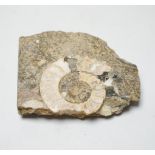 A polished ammonite fossil, 10cm wide