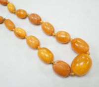 A single strand graduated oval amber bead necklace, 86cm, gross 33 grams.