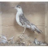 A cased taxidermy Sand Piper and a similar case of a corn Bunting, 19cm high