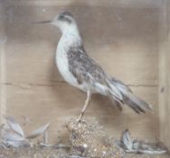 A cased taxidermy Sand Piper and a similar case of a corn Bunting, 19cm high