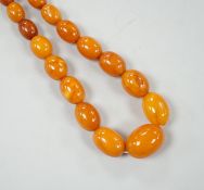 A single strand part amber bead necklace, 48cm, gross weight 26 grams.