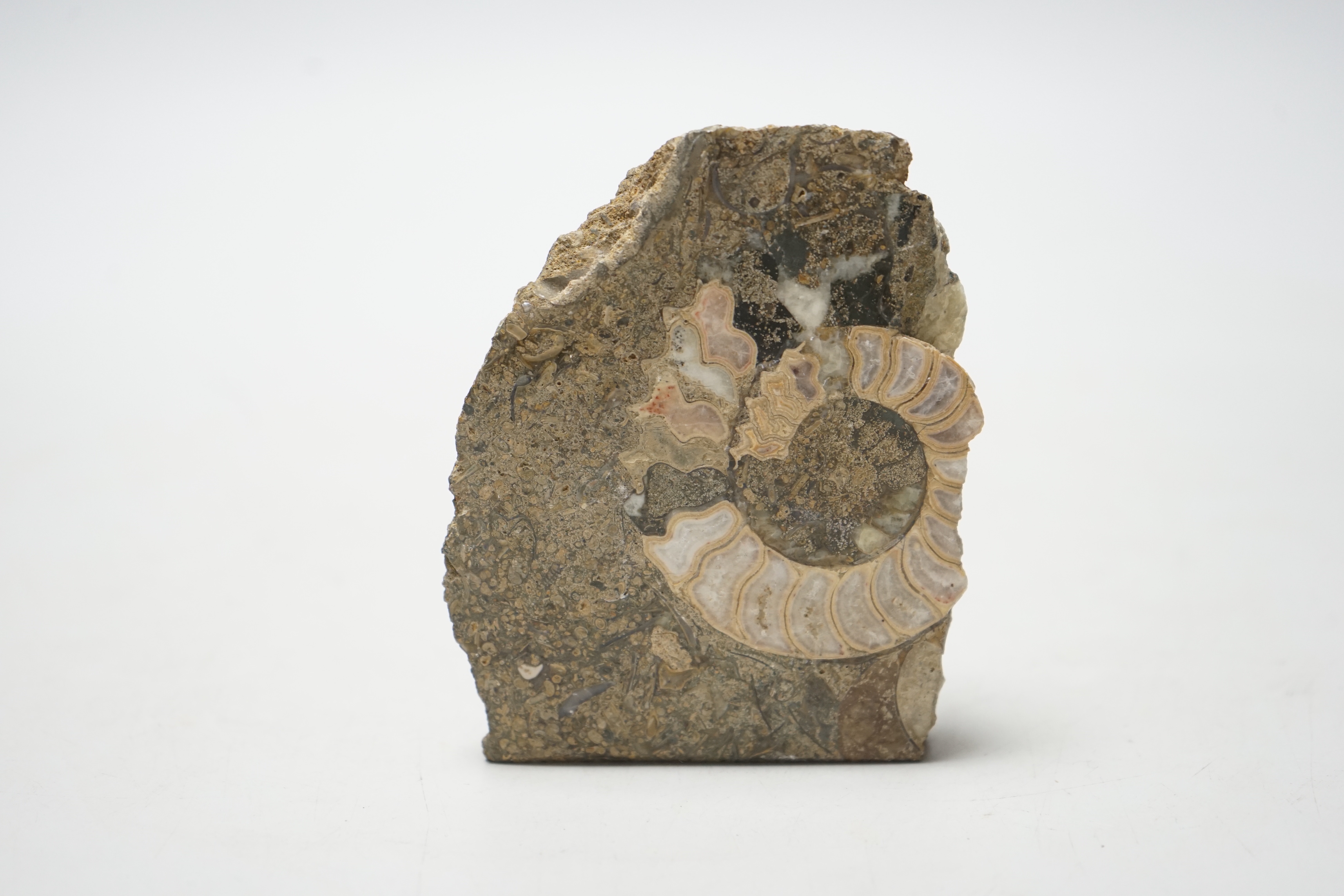 A polished ammonite fossil, 10cm wide - Image 2 of 3