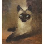 Charles Rebel Stanton (1854-1954), oil on hardboard, study of a Siamese cat, signed, 27 x 25.5cm