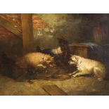 After George Armfield (1808–1893) oil on canvas, Terriers ratting, 31 x 41 cm