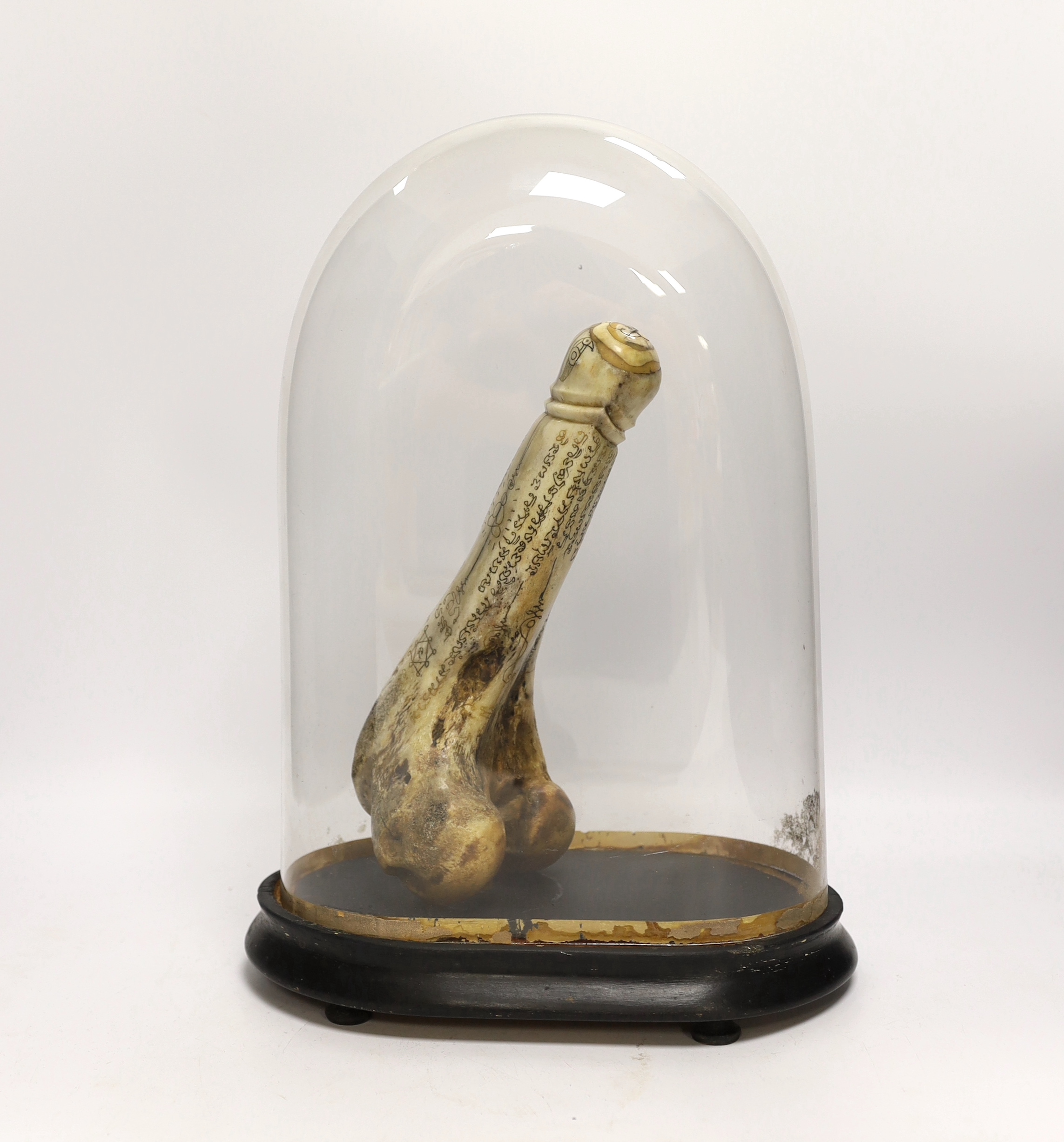 A North African? Carved bone phallic model under glass dome, total height of dome 38cm