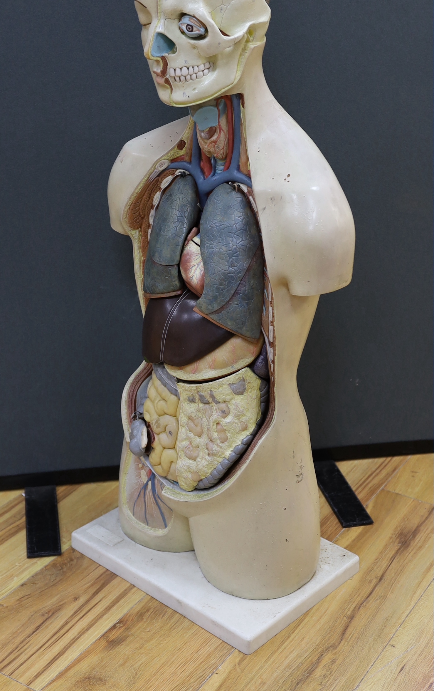 A 1950s/60s medical school educational plastic and painted composite anatomical model on base by E. - Image 3 of 4
