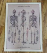 A set of Netter’s Musculoskeletal Anatomical flash cards, published by the University of Virginia,