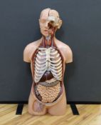 A 1960s medical school educational plastic anatomical model, with removable internal organs and