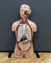 A 1960s medical school educational plastic anatomical model, with removable internal organs and