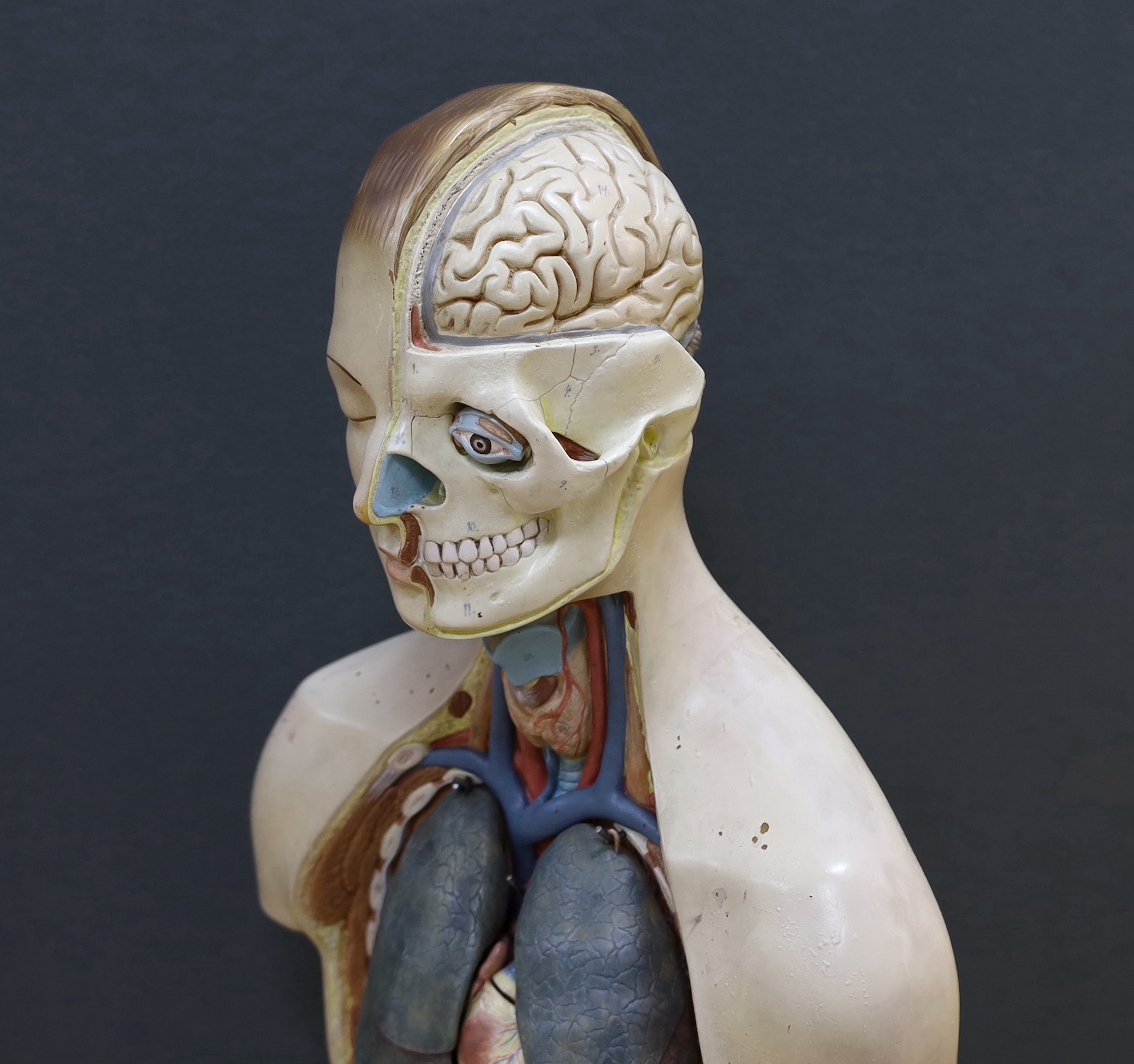 A 1950s/60s medical school educational plastic and painted composite anatomical model on base by E. - Image 2 of 4