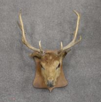 A taxidermic deer head mounted on shield shaped base and two pairs of antlers, largest 63cm in