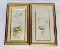 Bronté. A pair of framed porcelain plaques 'Wren' and 'Blue Tit' by Tony Young, limited edition 26/