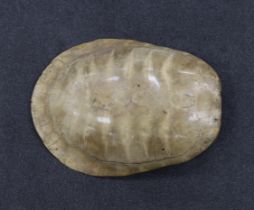 A Great South American River Turtle carapace (also known as an Arrau turtle or Tartaruga) 75cm in