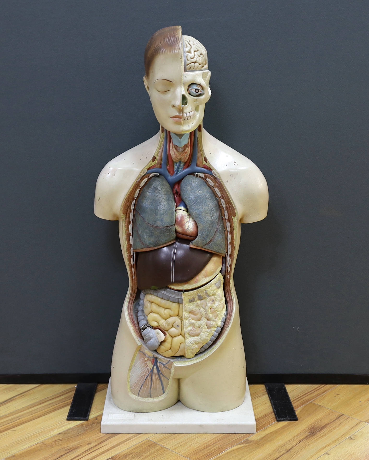 A 1950s/60s medical school educational plastic and painted composite anatomical model on base by E.