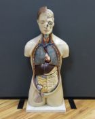 A 1950s/60s medical school educational plastic and painted composite anatomical model on base by E.