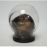 A copy of a shrunken head, in animal hide, mounted inside a glass dome on turned base, 18cm high