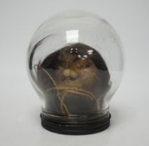 A copy of a shrunken head, in animal hide, mounted inside a glass dome on turned base, 18cm high