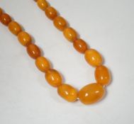 A single strand graduated oval amber bead necklace, 74cm, 83 grams.