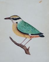 19th Century South Indian School, ink, gouache and watercolour, White Breasted Kingfisher, inscribed