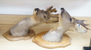 Two mounted taxidermy deer heads