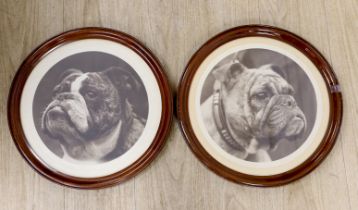 A pair of circular Edwardian monochrome photographs, studies of Bulldogs, 37cm in diameter