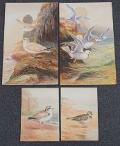 George James Rankin (British, 1864-1937), four watercolour designs for postcards, British Birds;