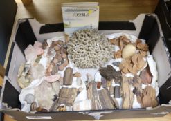 A collection of fossils, mineral specimens and coral