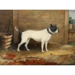 19th century English School, oil on board, Study of a terrier, monogrammed AGR and dated 1850, 16