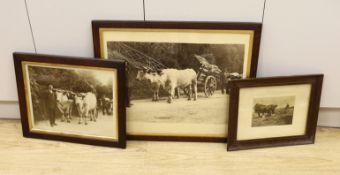 Three framed early 20th century farming photographs, largest 59.5cm wide x 39.5cm high
