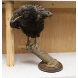 A taxidermy crow on stand 32cm high