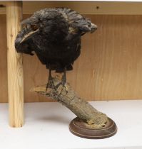 A taxidermy crow on stand 32cm high