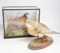 A small taxidermy cased Bobwhite Quail (case cracked) together with an uncased taxidermy snipe (