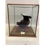 A 20th century taxidermy black grouse in glass case, labelled 'Black Cock, Sally Grain, Oct 1984,'