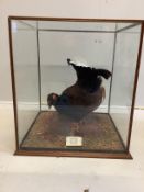A 20th century taxidermy black grouse in glass case, labelled 'Black Cock, Sally Grain, Oct 1984,'