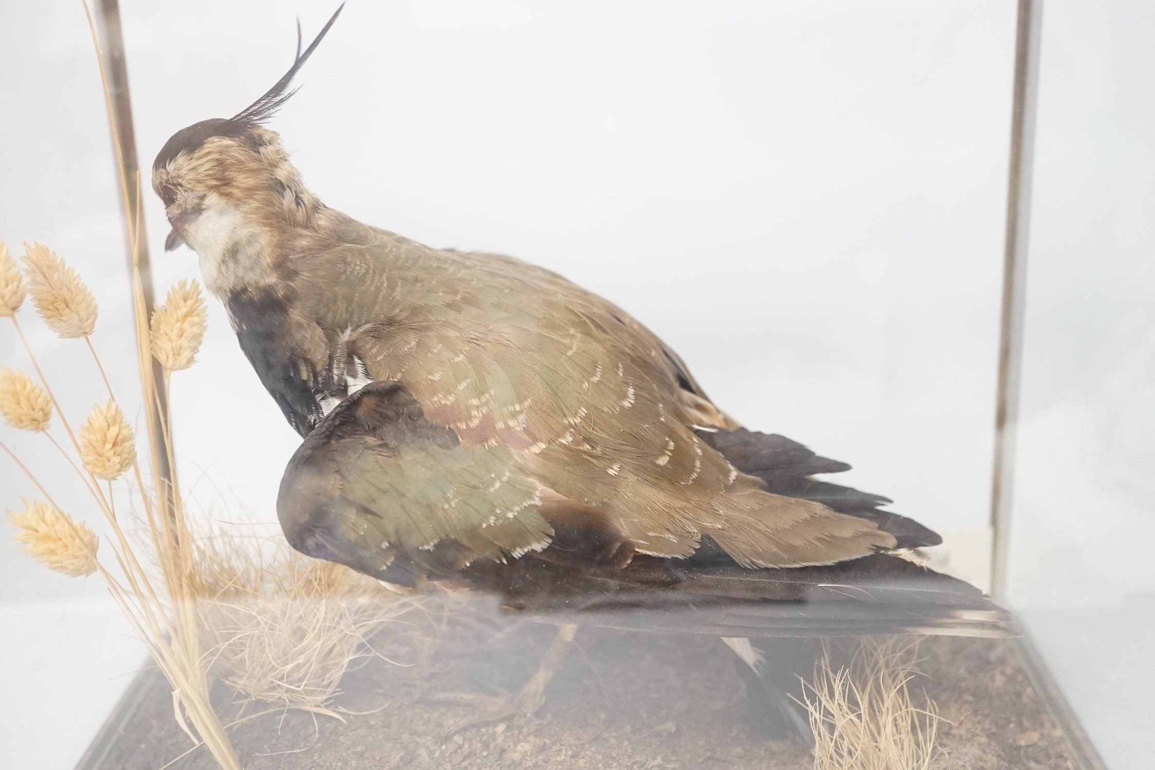 A taxidermy cased lapwing, case 34 x 30 x 24cm - Image 3 of 3